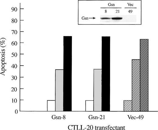 Fig. 2. Effect of overexpression of gelsolin on apoptosis of CTLL-20 cells induced by C2-ceramide. / Overexpression of gelsolin did not prevent apoptosis of CTLL-20 cells induced by C2-ceramide. Transfected CTLL-20 cells overexpressing gelsolin (solid bars) or vector alone (hatched bars) were incubated for 12.5 hours in the presence of 50 U/mL recombinant human IL-2 and in the presence of 100 μmol/L C2-ceramide (closed or dark gray bars), 50 μmol/L C2-ceramide (gray bars), or its vehicle, 0.05% Me2SO (open bars). The percentage of apoptosis was determined by Annexin V-FITC staining as described in “Materials and methods.” Comparable results were obtained by trypan blue exclusion (data not shown). These results are representative of 3 independent experiments. Immunoblotting for gelsolin (inset) demonstrated that the gelsolin CTLL-20 transfectants were overexpressing gelsolin protein at the time of the experiment.