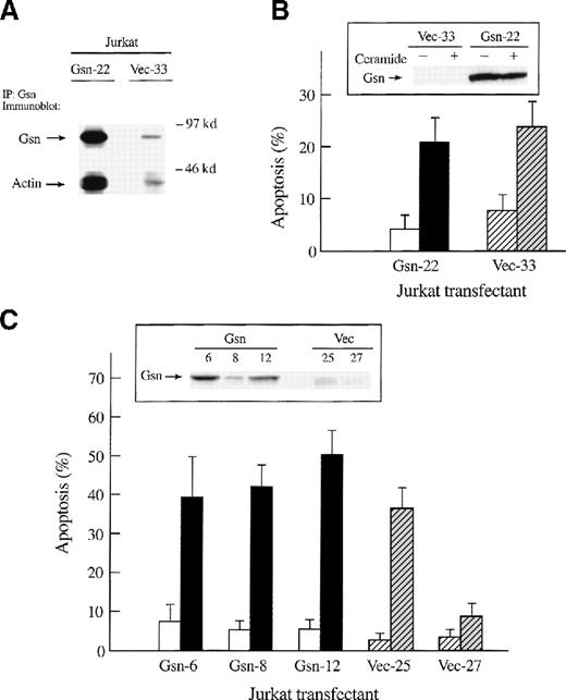 Fig. 3. Effect of overexpression of gelsolin on apoptosis of Jurkat T cells in response to ceramide treatment or to Fas ligation. / Overexpression of gelsolin did not prevent apoptosis of Jurkat T cells in response to ceramide treatment or to Fas ligation, although gelsolin was cleaved during apoptosis. (A) Both endogenous and overexpressed gelsolin bound actin. Human gelsolin was immunoprecipitated from lysates of transfected Jurkat cells (2 × 107cells/sample). Precipitated proteins were separated by 10% SDS-PAGE on a 10% gel, transferred to PVDF membrane, and immunoblotted for gelsolin and actin as described. These results are representative of 2 independent experiments. (B) Transfected Jurkat T cells (solid bars represent those that overexpress gelsolin, hatched bars represent the vector control) were incubated with 50 μmol/L ceramide (closed or gray bar) or its vehicle, 0.025% Me2SO (open bars), for 12 hours. The percentage of apoptosis was determined by trypan blue exclusion. Level of expression of gelsolin during this experiment was determined by immunoblot (inset). (C) Transfected Jurkat cells (solid bars represent those that overexpress gelsolin, hatched bars represent the vector control) were incubated for 4 hours with anti-Fas mAb (1:500 dilution of 7C11) (closed or gray bars) or with medium alone (open bars), fixed, and stained with propidium iodide for quantification of apoptosis by nuclear morphology. Immunoblot confirmed the overexpression of gelsolin at the time of the experiment (inset). Results are representative of 4 independent experiments.