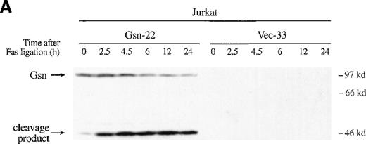 Fig. 4. Gelsolin and caspase-3 were cleaved during apoptosis induced by Fas ligation. / (A) Transfected Jurkat cells were incubated for the indicated period of time with 100 ng/mL CH11 anti-Fas mAb. Immunoblot analysis of whole-cell lysates (1 × 106 cell equivalents) demonstrated overexpression of gelsolin and its cleavage during apoptosis. The gelsolin cleavage product is evident at approximately 46 kd. Results are representative of 4 independent experiments. (B) Parallel samples of transfected Jurkat cells incubated with 100 ng/mL CH11 anti-Fas mAb were assayed for the percentage of cell deaths by trypan blue exclusion (closed circles, cells overexpressing gelsolin, JK-Gsn-22; open circles, vector controls, JK-Vec-33). The percentage of cell deaths of parallel samples was confirmed by staining with Annexin V-FITC (solid bars, JK-Gsn-22; hatched bars, JK-Vec-33). (C) Transfected Jurkat cells were treated with anti-Fas mAb 100 ng/mL CH11 for the indicated periods of time. Immunoblot analysis of postnuclear lysates (1 × 106 cell equivalents) demonstrated cleavage of caspase-3; one of the fragments of caspase-3 generated during apoptosis is evident at approximately 17 kd. Results are representative of 3 independent experiments.