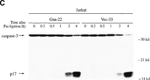 Fig. 4. Gelsolin and caspase-3 were cleaved during apoptosis induced by Fas ligation. / (A) Transfected Jurkat cells were incubated for the indicated period of time with 100 ng/mL CH11 anti-Fas mAb. Immunoblot analysis of whole-cell lysates (1 × 106 cell equivalents) demonstrated overexpression of gelsolin and its cleavage during apoptosis. The gelsolin cleavage product is evident at approximately 46 kd. Results are representative of 4 independent experiments. (B) Parallel samples of transfected Jurkat cells incubated with 100 ng/mL CH11 anti-Fas mAb were assayed for the percentage of cell deaths by trypan blue exclusion (closed circles, cells overexpressing gelsolin, JK-Gsn-22; open circles, vector controls, JK-Vec-33). The percentage of cell deaths of parallel samples was confirmed by staining with Annexin V-FITC (solid bars, JK-Gsn-22; hatched bars, JK-Vec-33). (C) Transfected Jurkat cells were treated with anti-Fas mAb 100 ng/mL CH11 for the indicated periods of time. Immunoblot analysis of postnuclear lysates (1 × 106 cell equivalents) demonstrated cleavage of caspase-3; one of the fragments of caspase-3 generated during apoptosis is evident at approximately 17 kd. Results are representative of 3 independent experiments.
