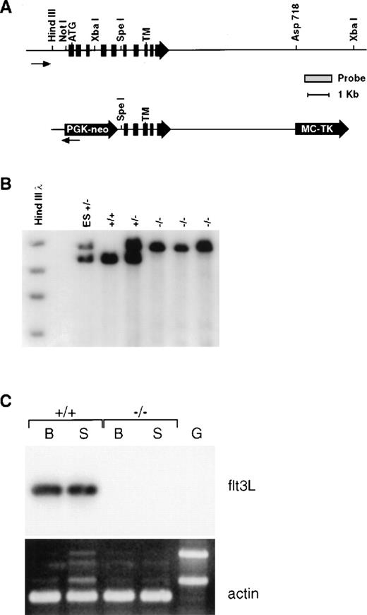 Fig. 1. Generation and molecular characterization of the flt3L mutation. / (A) Schematic diagram of the wild-type flt3L gene and flt3L targeting vector. Exons are depicted in filled boxes. Relevant restriction sites, as well as the probe used for genomic Southern analysis, are shown. The positions of the initiator methionine (ATG) and transmembrane (TM) domain are depicted. (B) Genomic DNA from flt3L-targeted embryonic stem cells as well as representative +/+, +/−, and −/− mice were digested with XbaI and subject to Southern blot analysis using the depicted probe. (C) First strand cDNAs derived from either bone marrow (B) or spleen (S) of +/+ and −/− adult mice and a genomic DNA control (G) were amplified using flt3L specific primers and subjected to Southern blot analysis using a flt3L cDNA probe. Duplicate samples were amplified using mouse β-actin specific primers and visualized by ethidium bromide staining.