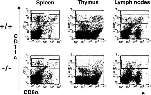 Fig. 6. Reduced numbers of DC present in the lymphoid tissues of flt3L−/− mice. / DC were enriched from the spleen, thymus, and LN (n = 6/mouse) by first treating the tissues with collagenase followed by centrifugation over Nycodenz to enrich for low-density cells. Cells were incubated with antibodies against CD11c and CD8α. A representative example of 3 to 5 separate experiments is shown in which tissues from 3 to 8 mice were pooled (see Table 2).
