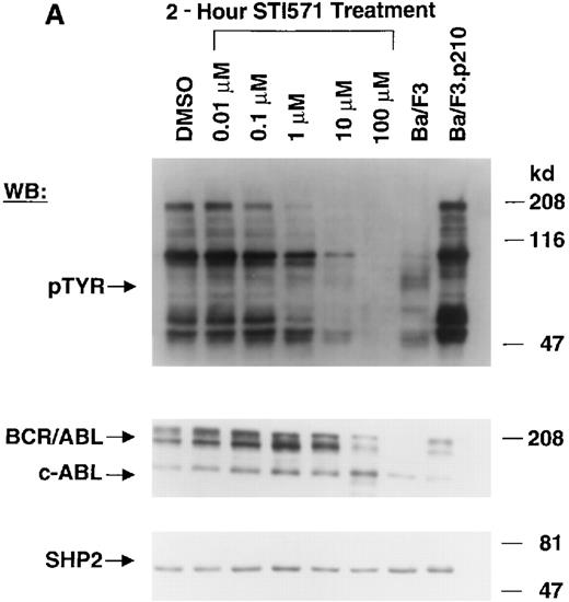 Fig. 1. Inhibition of tyrosine phosphorylation in STI571-treated Ba/F3.p210 cells. / (A) Ba/F3.p210 cells were incubated in the presence of increasing concentrations of STI571 (0.01 to 100 μmol/L) for 2 hours. Immunoblotting of the lysates from these cells was performed with anti-pTyr (upper panel), anti-ABL (3F12) (middle panel), and anti-SHP2 as a control for protein loading (lower panel). (B) Ba/F3.p210 cells were incubated in the presence of increasing concentrations of STI571 (0.01 to 10 μmol/L) for 24 hours. Immunoblotting of the lysates from these cells was performed as in (A). (C) K562 cells were incubated in the presence of increasing concentrations of STI571 (0.01 to 10 μmol/L) for 2 hours. Immunoblotting of the lysates from these cells was performed as in (A).