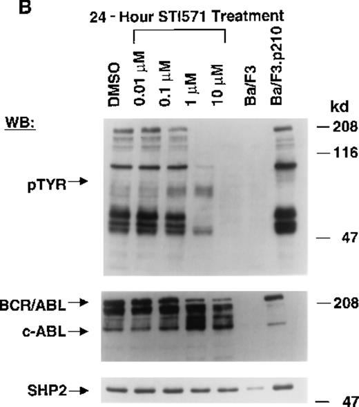 Fig. 1. Inhibition of tyrosine phosphorylation in STI571-treated Ba/F3.p210 cells. / (A) Ba/F3.p210 cells were incubated in the presence of increasing concentrations of STI571 (0.01 to 100 μmol/L) for 2 hours. Immunoblotting of the lysates from these cells was performed with anti-pTyr (upper panel), anti-ABL (3F12) (middle panel), and anti-SHP2 as a control for protein loading (lower panel). (B) Ba/F3.p210 cells were incubated in the presence of increasing concentrations of STI571 (0.01 to 10 μmol/L) for 24 hours. Immunoblotting of the lysates from these cells was performed as in (A). (C) K562 cells were incubated in the presence of increasing concentrations of STI571 (0.01 to 10 μmol/L) for 2 hours. Immunoblotting of the lysates from these cells was performed as in (A).