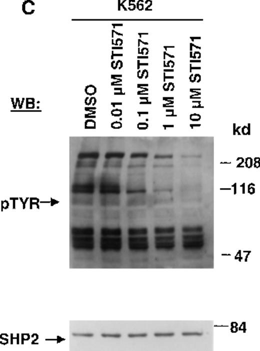 Fig. 1. Inhibition of tyrosine phosphorylation in STI571-treated Ba/F3.p210 cells. / (A) Ba/F3.p210 cells were incubated in the presence of increasing concentrations of STI571 (0.01 to 100 μmol/L) for 2 hours. Immunoblotting of the lysates from these cells was performed with anti-pTyr (upper panel), anti-ABL (3F12) (middle panel), and anti-SHP2 as a control for protein loading (lower panel). (B) Ba/F3.p210 cells were incubated in the presence of increasing concentrations of STI571 (0.01 to 10 μmol/L) for 24 hours. Immunoblotting of the lysates from these cells was performed as in (A). (C) K562 cells were incubated in the presence of increasing concentrations of STI571 (0.01 to 10 μmol/L) for 2 hours. Immunoblotting of the lysates from these cells was performed as in (A).