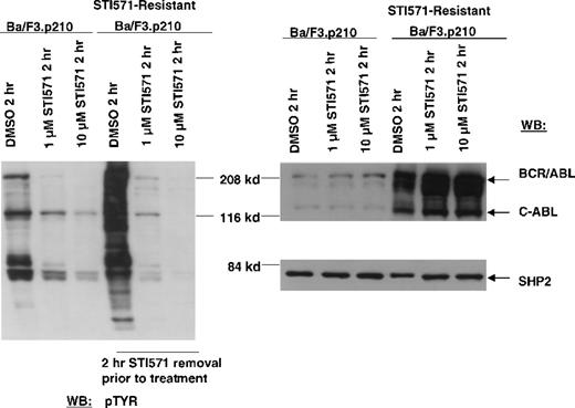 Fig. 4. Inhibition of cellular tyrosine phosphorylation in nonresistant Ba/F3.p210 cells and STI571-resistant Ba/F3.p210 cells by STI571. / Nonresistant Ba/F3.p210 cells were treated for 2 hours with DMSO, 1 μmol/L STI571, or 10 μmol/L STI571. STI571-resistant Ba/F3.p210 cells were treated for 2 hours with DMSO, 1 μmol/L STI571, or 10 μmol/L STI571, following a 2-hour STI571 deprivation. Immunoblotting of the lysates from these cells was performed with anti-pTyr (left-hand panel), anti-ABL (upper right-hand panel), and anti-SHP2 as a control for loading (lower right-hand panel).