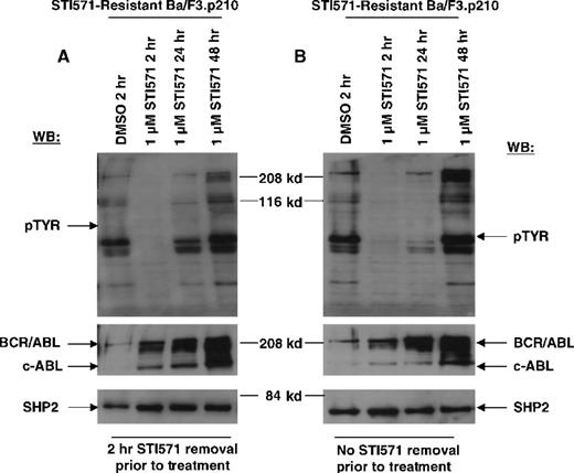 Fig. 5. Transient inhibition of cellular tyrosine phosphorylation by STI571 in STI571-resistant Ba/F3.p210 cells. / (A) STI571-resistant Ba/F3.p210 cells treated with 1 μmol/L STI571 for 2 to 48 hours, following a 2-hour STI571 deprivation. Immunoblotting of the lysates from these cells was performed with anti-pTyr (upper left-hand panel), anti-ABL (middle left-hand panel), and anti-SHP2 as a control for loading (lower left-hand panel). (B) STI571-resistant Ba/F3.p210 cells treated with 1 μmol/L STI571 for 2 to 48 hours, with no STI571 deprivation prior to treatments. Immunoblotting of the lysates from these cells was performed as in (A).