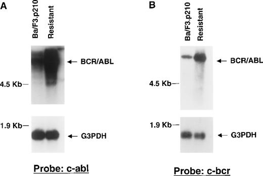 Fig. 6. Bcr/Abl RNA expression in STI571-resistant Ba/F3.p210 cells. / Northern blotting was performed on mRNA extracted from nonresistant and STI571-resistant Ba/F3.p210 cells. (A) Northern blot using a cDNA probe from the C-terminus of c-Abl. (B) Northern blot using a cDNA probe from c-Bcr. See “Materials and methods” for details of each probe. Each Northern filter was stripped and re-probed with human G3PDH, as a control for loading.