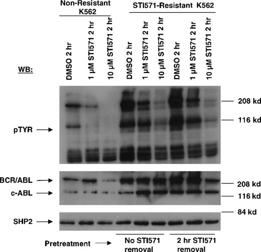 Fig. 8. Inhibition of cellular tyrosine phosphorylation by STI571 in nonresistant and STI571-resistant K562 cells. / Nonresistant K562 cells were treated for 2 hours with DMSO, 1 μmol/L STI571, and 10 μmol/L STI571 (lanes 1-3). STI571-resistant K562 cells were treated with DMSO, 1 μmol/L, and 10 μmol/L STI571 following continuous culturing in the presence of 0.5 μmol/L STI571 prior to treatments (lanes 4-6), and following STI571 deprivation for 2 hours prior to treatments (lanes 7-9). Immunoblotting of the lysates from these cells was performed with anti-pTyr (upper panel), anti-ABL (middle panel), and anti-SHP2 as a loading control for protein (bottom panel).