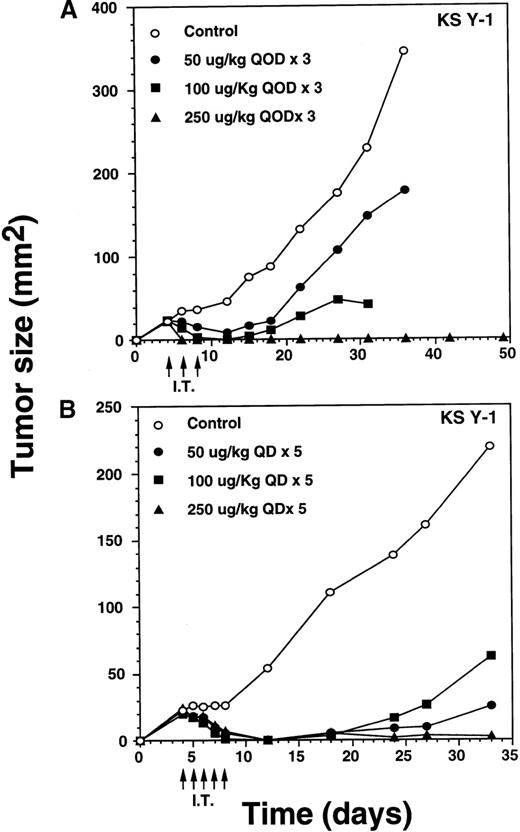 Fig. 6. Complete regression of AIDS-KS tumors by intratumoral administration of IL-13 toxin. / The nude mice (n = 4 per group) with established KS Y-1 tumors received 30 μL of IL-13 toxin (A) slowly into all quadrants of tumor (7.5 μL per quadrant) by 26-guage syringe on day 4, 6, and 8. The control animals received excipient only. One animal died on day 6 in the 250 μg/kg dose group. (B) The similar doses as of Figure 6a, but with a schedule of daily injections were administered on day 4 through 8. Because some mice in the treatment groups obtained CR, the error bars in mean tumor size were large and are not shown. The mean values for 0, 50, and 100 μg/kg doses were 345 ± 91, 179 ± 72, and 25 ± 5, respectively, on day 36. The arrows point to the days of treatments. (C) Large KS Y-1 tumors were injected with 2 cycles of 5 injections of IL-13 toxin as shown by arrows on the x-axis. Each group had 7 mice. (D) Established KS-imm xenografts received 5 daily injections of IL-13 toxin beginning on day 4.