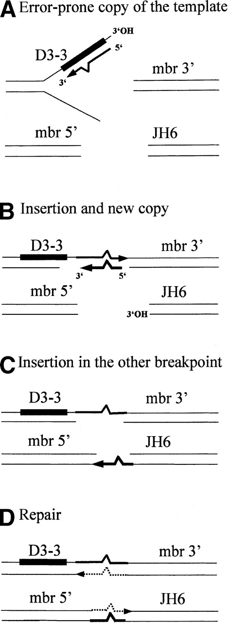 Fig. 2. Model of T-nucleotide formation involving a putative error-prone DNA synthesis. / Several ends with 3′OH hydroxyl groups could possibly provide primers for polymerase extension: (1) One of the broken ends, either by a “snap-back” mechanism (eg, step A, intra-strand priming from D3.3 top strand) or by “strand invasion” (eg, step B, priming from JH6, bottom strand); (2) template-directed capture of filler RNA/DNA, annealing in front of the copy.37
