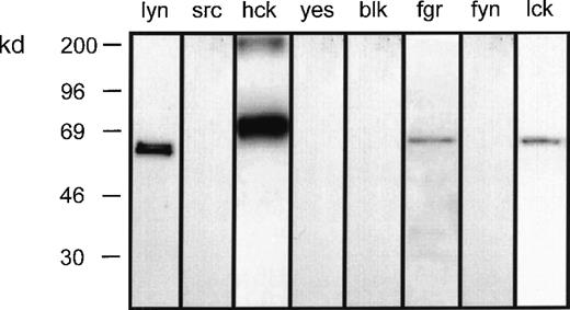 Fig. 1. Complement of src-tyrosine kinases expressed in eosinophils. / Eosinophil homogenate was separated by SDS-PAGE and then immunoblotted with the indicated antibodies to the src-family tyrosine kinases. Representative blots obtained from 3 separate preparations are shown.
