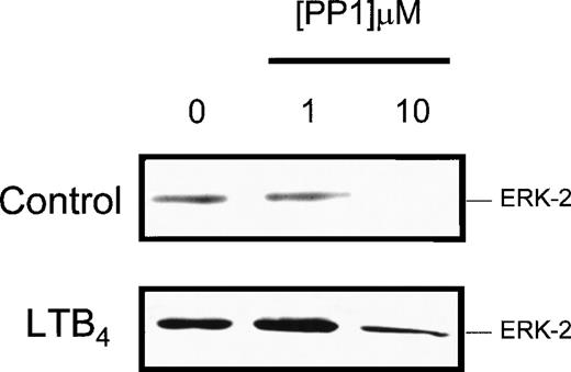 Fig. 4. Effect of PP1 on LTB4-induced ERK-2 phosphorylation. / Cells were preincubated at 37°C for 5 minutes with the indicated concentration of PP1 and stimulated with LTB4 (100 nmol/L), and the reaction was stopped at the indicated times by the addition of immunoprecipitation buffer. Cell homogenates were separated by SDS-PAGE, and the presence of dual phosphorylated ERK-2 was detected by Western blot analysis. Representative blots obtained from 3 separate preparations are shown.