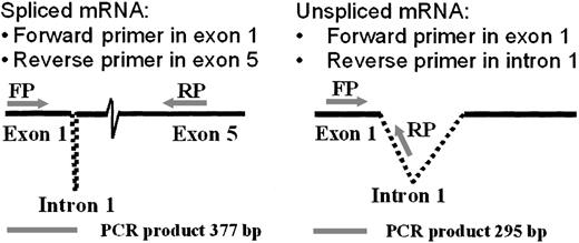 Fig. 4. Diagram of methodology for mRNA splicing analysis by RT-PCR. / A forward primer in the first exon and alternative reverse primers in the first intron or the fifth exon amplified products of different sizes, as indicated below the figure (bp = base pairs). The spliced transcript was amplified using a forward primer (FP) corresponding to gp91-phox cDNA exon 1 nucleotides 28→52 (5′→3′) and a reverse primer (RP) corresponding to exon 5 nucleotides 407→381 (3′→5′). The unspliced product was detected by the same forward primer, coupled with a reverse primer corresponding to intron 1 nucleotides 226→200 (3′→5′).
