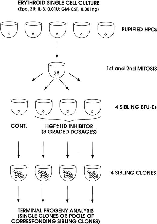 Fig. 1. A model system for analysis of sibling BFU-Es, generated in unicellular erythroid culture (0.5 cell per well) supplemented with low dosages of IL-3 and GM-CSF and saturating levels of Epo. / The 4 sibling BFU-Es were subdivided and individually reseeded in unicellular erythroid culture: 3 siblings were treated with graded amounts of IL-3, GM-CSF, or KL ± HD inhibitor (NaB or TSA); the fourth control sibling was untreated. The sibling clones were analyzed on day 14 through day 18 as single or pooled mature erythroblast colonies.