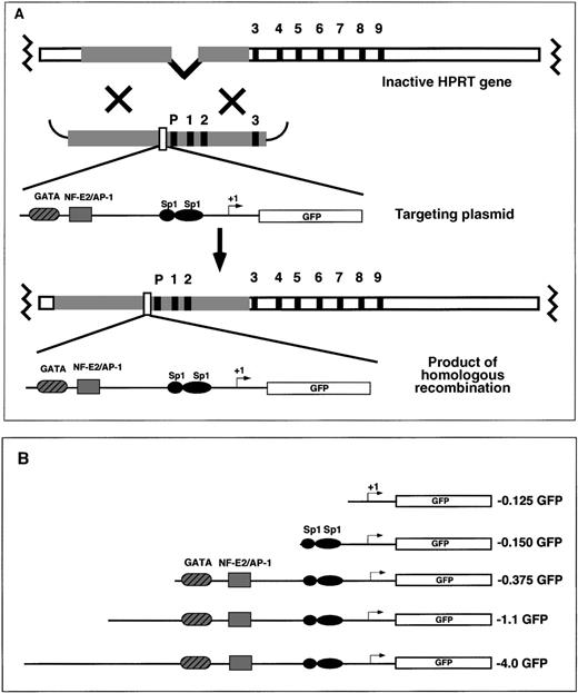 Fig. 1. Targeting the mouse HPRT locus with the human ferrochelatase promoter transgenes. / (A) To introduce ferrochelatase promoter genes 5′ of the HPRT locus, we designed HPRT targeting vectors that contained human ferrochelatase promoter fragments driving expression of the EGFP cDNA flanked 5′ and 3′, with HPRT sequences containing the HPRT promoter, and exons 1, 2, and 3. After electroporation, a homologous recombination event between the HPRT gene and the targeting vector reconstitutes the HPRT gene function, which allows for selection in HAT media, and introduces a single copy of the ferrochelatase promoter transgene into the genomic DNA. (B) EGFP reporter genes contain various fragments of the human ferrochelatase promoter.