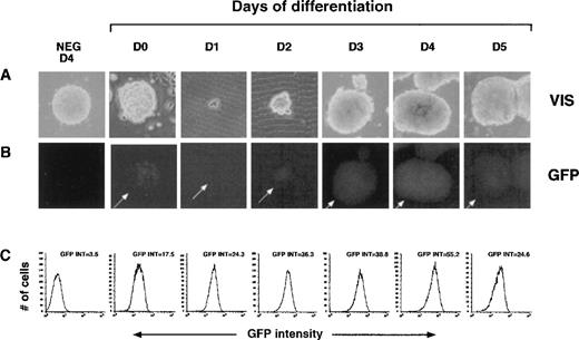 Fig. 3. Expression of the ferrochelatase promoter transgene during primary in vitro differentiation. / ES cells containing the −4.0 kb transgene were differentiated in a liquid culture (primary differentiation) for 5 days. Original magnification, × 100. (A) Bright-field images and (B) green fluorescent images were taken from day 0 (undifferentiated) through day 5 using identical exposure times. A transgene-negative, 4-day differentiated EB was included as a negative control (TG-D4, A and B). Arrows point to fluorescing cell clusters. (C) Quantitation of green fluorescence was determined using flow cytometry. Each histogram represents the fluorescent intensities of approximately 50 000 cells determined at each 24-hour time point. Relative EGFP intensities are indicated above each histogram.
