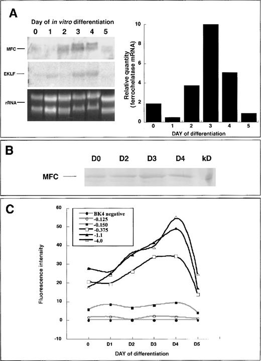 Fig. 4. Endogenous ferrochelatase during primary in vitro differentiation. / (A) (left) Total RNA was isolated from primary differentiated EBs over a 5-day period. Northern blot analysis was conducted using 15 μg total RNA and probed with a random-primed mouse ferrochelatase cDNA (MFC). The membrane was stripped of the ferrochelatase probe and reprobed with a random-primed human EKLF cDNA (EKLF). Amounts of RNA loaded for each time point were assessed using ethidium bromide staining of 18S and 28S ribosomal RNA (rRNA). (right) Graphical representation of ferrochelatase mRNA levels depicted in Northern blot (left). Values were normalized to rRNA levels using scanning densitometry. (B) Endogenous ferrochelatase protein is demonstrated by immunoblotting. (C) Ferrochelatase promoter transgene expression during primary in vitro differentiation. Transgene expression was determined at each 24-hour time point by disrupting the EBs with brief trypsinization and quantifying EGFP expression in live cells using flow cytometry. Black lines represent transgenes that have −0.150 kb Sp1 elements and the −0.375 kb NF–E2 and GATA sites. Gray lines represent the −0.150 kb transgene that contains only the Sp1 elements, the −0.125 kb transgene that contains no known functional elements, and the transgene-negative cell line BK4.