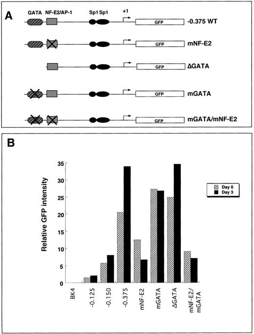 Fig. 5. Expression of transgenes that contain mutant GATA sites, NF–E2 sites, or both in undifferentiated and 3-day differentiated embryoid bodies. / (A) Summary of the constructs that contained mutations in either GATA, NF–E2, or both (mGATA, mNF–E2, or mGATA/mNF–E2). The mutant constructs contain point mutations that abolish the consensus site for its transcription factor. δGATA contains a complete deletion of the GATA cis-element. All mutations were introduced into the −0.375 kb promoter fragment. (B) Either undifferentiated (D0, black bars) or 3-day differentiated (D3, hatched bars) ES cells were disrupted to single cells by brief trypsinization and analyzed for EGFP transgene expression using flow cytometry. The graph is representative of 3 independent experiments.