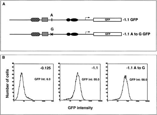 Fig. 6. The transcriptional effect of an A-to-G polymorphism identified in the ferrochelatase promoter of patients with protoporphyria. / (A) Summary of the HPRT targeting constructs used to assess the effect of A or G polymorphism located at −251 bp from the start codon. The G haplotype was introduced into the −1.1 kb reporter gene construct by PCR amplification of this region from genomic DNA from a patient with protoporphyria known to have the G polymorphism. The −1.1 kb fragment was then cloned into the EGFP reporter gene vector (−1.1 A to G). (B) Cells containing either the A polymorphism or the G polymorphism were differentiated for 3 days in primary culture. The embryoid bodies were disrupted by brief trypsinization, and EGFP expression was determined in live cells using flow cytometry. The EGFP intensities for the −0.125 (control transgene), the −1.1 kb or the −1.1 A to G transgenes were determined using maximal peak heights and are noted to the right of each histogram.