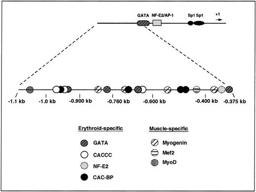 Fig. 7. Summary of putative cis-elements located between −0.375 kb and −1.1 kb of the human ferrochelatase promoter. / The TESS computer database was used to search for putative binding sites for erythroid-specific or muscle-specific trans-acting factors. The locations of these sites are indicated by circles (TESS URL, http://www.cbil.upenn.edu/tess/).