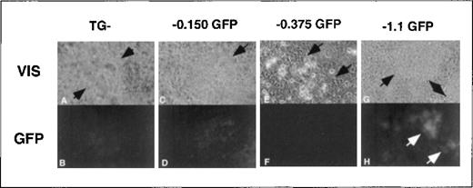 Fig. 8. Transgene expression in cardiomyocyte foci. / Areas of early cardiac cell lineages were visually identified at approximately day 10 of secondary culture in methylcellulose in foci of rhythmically contracting cells (A, C, E, G, arrows indicate areas of contracting cells). Cardiomyocyte foci with either no transgene (TG−) or the −0.150 kb, −0.375 kb, or −1.1 kb transgenes were assessed for EGFP expression using fluorescence microscopy (B, D, F, H). Note that the fluorescence images from the TG negative and −0.150 kb cells (B, D) have 3 times the exposure length as the −0.375 kb and −1.1 kb cells (F, H). Original magnification, × 400.