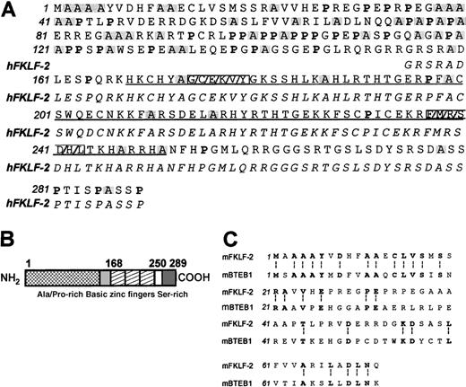 Fig. 1. FKLF-2. / (A) Deduced polypeptide sequence of murine FKLF-2 (mFKLF-2, Genebank accession number: AF251796). Proline residues are shown with a bold typeface, and alanine residues are highlighted with a shaded box. The sequence of the 3 zinc fingers is underlined, and the conserved polypeptide regions used for the preparation of degenerate primers are indicated by boxes with gray stripes. Polypeptide sequence of human FKLF-2 (hFKLF-2) is also shown with an italic typeface below the equivalent mFKLF-2 sequence. (B) Schematic representation of structure of deduced FKLF-2 protein. Alanine and proline-rich in serine residues are shown by shaded boxes. Three zinc fingers are shown by striped boxes. Numbers above the boxes represent amino acid positions from the first methionine. (C) Comparison of amino-terminal polypeptide sequences between mFKLF-2 and mBTEB1.22 Identical amino acid residues are shown by a bold typeface and marked with a symbol (:).