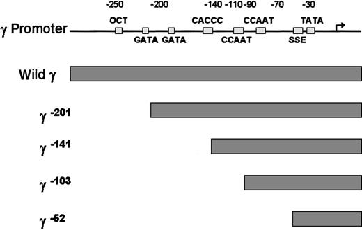 Fig. 4. Structure of γ gene promoter. / Location of cis-elements are indicated by solid rectangles. Individual truncated γ gene promoters are shown below the wild γ promoter.