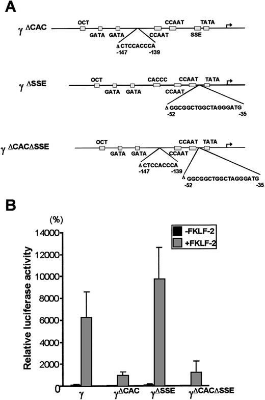 Fig. 6. Deletions of γ gene promoter. / (A) Internal deletions of γ gene promoter. CACCC and stage selector (SSE) sequences were deleted from the γ gene promoter as indicated. (B) Effect of deletion of CACCC box and SSE on γ promoter activation by FKLF-2. Reporter constructs containing a luciferase gene driven by γ gene promoters with internal deletions depicted in Figure 6A were tested in K562 cells.