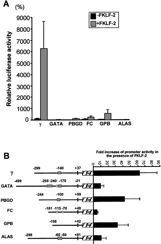 Fig. 7. Effect of FKLF-2 on various erythroid promoters. / (A) Reporter constructs containing a luciferase gene driven by either GATA-1 (GATA), porphobilinogen deaminase (PBGD), ferrochelatase (FC), glycophorin B (GPB), or 5-aminolevulinate synthase (ALAS) promoter were cotransfected with or without pSG5/FKLF-2. (B) Fold increase of luciferase activities by FKLF-2 from the reporter constructs used in this experiment. Numbers above the promoters are base pair distances from the cap site (γ, GPB, FC, PBGD, and ALAS) or from the end of exon 1 (GATA), and they indicate the upstream ends of the promoter sequences cloned, and the positions of the CACCC and the GC-rich sequences (solid rectangles and open ellipses, respectively).
