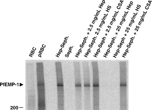 Fig. 4. Affinity purification of infected erythrocyte membrane proteins by heparin–Sepharose. / Cell extracts of surface 125I-labeled FCR3S1.2 pRBC were incubated with Sepharose-linked heparin and the bound fraction analyzed by SDS-PAGE as described in “Materials and methods.” The specificity of binding was assessed by competition with the indicated amounts of soluble heparin, HS and CSA.