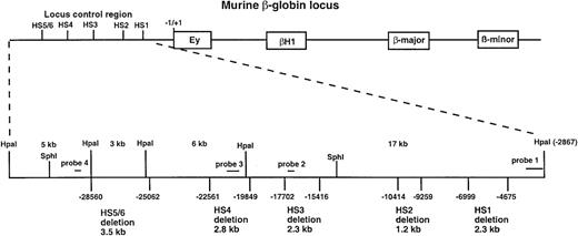 Fig. 1. Map of the murine β-globin locus. / The top line diagrams the entire locus, including the LCR and the expressed genes. The bottom line is an expansion of the LCR region of the top line showing the restriction fragments and location of probes used in this study and the sites of various deletions. The deleted sequences are specified with negative numbers representing the number of bases from each side of the deletion to the cap site of the Ey messenger RNA, which is designated as −1/+1.