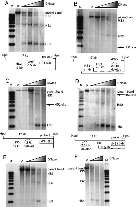Fig. 2. Formation of 5′HS 1, 5′HS 2, and 5′HS 3 in mice with homozygous single-site deletions assayed by HpaI digestion and probe 1. / (A) HS formation in wild-type mice, showing the expected sites and the parent band. M denotes the marker lane; the DNaseI concentration is 0 in the first lane and increases as shown by the shaded triangle. Below the autoradiograph is a restriction map of expected sizes for the HS and parent band. (B) Similar to (A), with the assays done on mice with 5′HS 1 deleted and the site of the deletion shown on the gel and in the map below. (C) Assay done on mice with 5′HS 2 deleted, with the map below. (D) Assay done on mice with 5′HS 3 deleted, with the map below. (E) Assay done on mice with 5′HS 4 deleted. The map is identical to that in (A). (F) Assay done on mice with 5′HS 5/6 deleted. The map is identical to that in (A).