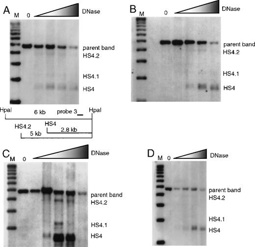 Fig. 3. Formation of 5′HS 4 and minor sites 5′HS 4.1 and 5′HS 4.2 in mice with single-site deletions assayed by HpaI digestion and probed with probe 3. / The map appearing in (A) is appropriate for all parts of this figure, and is explained in the legend describing (A). (A) HS formation in wild-type mice with a restriction map below the film showing the expected sizes for the HS and parent band. M denotes the marker lane; the DNaseI concentration is 0 in the first lane and increases as shown by the shaded triangle. (B) Similar to (A), with the assay done on mice with 5′HS 1 deleted. (C) Similar to (A), with the assay done on mice with 5′HS 2 deleted. (D) Similar to A, with the assay done on mice with 5′HS 3 deleted.