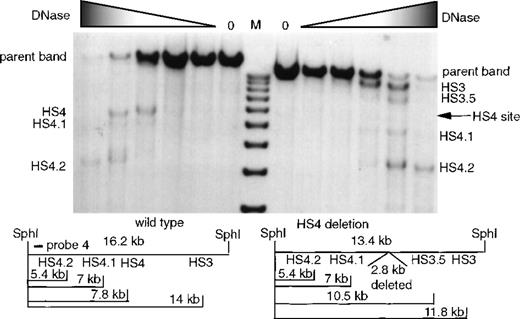 Fig. 4. Formation of 5′HS 3, 5′HS 4, and minor associated sites in mice with the 5′HS 4 region deleted. / The restriction digest is with SphI, and the probe is probe 4 from Figure 1. M denotes the marker lane; the DNaseI concentration is 0 in the first lane; and increases as shown by the shaded triangle. The portion of the film to the left of the marker shows an assay done on wild-type mice, and below this is the restriction map of expected bands. The portion of the autoradiograph to the right of the marker shows an assay done on mice with 5′HS 4 deleted, and below this is the restriction map of expected bands.