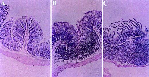 Fig. 4. Effect of toleration on histologic evaluation of small bowel in transplant recipients. / Small bowel biopsies were performed in all groups 52 days after transplantation. Alleviation of all histologic parameters of cGVHD was observed in mice from experimental group A fed with homogenates of splenocytes derived from recipient strain BALB/c mice (panel A). In contrast, biopsy specimens from control nontolerant recipients in group B and C, which were fed with homogenates prepared from syngeneic B10.D2 mouse splenocytes or BSA, respectively, manifested mucosal damage, distortion of villous architecture, reduction in the number of mucosal cells and crypt hyperplasia, mononuclear cell infiltration within the lamina propria, and cryptitis (Panels B and C). (HαE, original magnification ×10.)