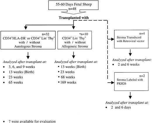 Fig. 1. Experimental design. / This figure depicts the overall design of our experiments to evaluate whether autologous or allogeneic stromal cells could enhance the levels of engraftment and donor cell differentiation of HSC transplanted in utero. Various hematopoietic tissues from these animals were then evaluated for the engraftment and differentiation of the transplanted HSC or stromal cells as detailed in the text.