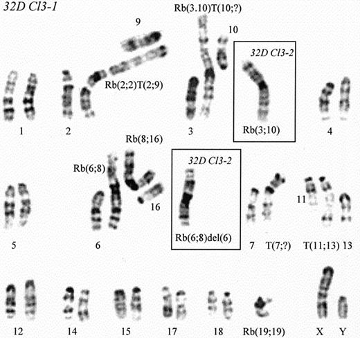 Fig. 1. G-banded karyotype of our 32D Cl3 cell line (32D Cl3-A). / Shown are the features of 32D Cl3-1 (representing 70% of the metaphase plates) and 32D Cl3-2 (representing the remaining 30%).