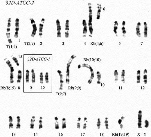 Fig. 2. G-banded karyotype of 32D Cl3 cells from American Type Culture Collection (ATCC). / 32D-ATCC-1 and 32D-ATCC-2 indicate the 2 equally represented cell populations in the cell line.