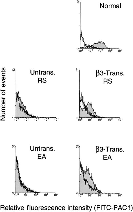 Fig. 4. Analysis of agonist induced activation of IIbβ3 on β3-transduced thrombasthenic megakaryocytes. / Cultured cells were harvested for physiologic studies of αIIbβ3 function at 9 days after transduction with −889PlA2β3. Untransduced and β3-transduced cells (1.5 × 106/mL) were incubated with PE-GPIbα and FITC-PAC1 antibodies in modified Tyrode buffer containing TRAP, ADP, and epinephrine agonists. Binding of the αIIbβ3 activation-sensitive antibody, FITC-PAC1, was monitored in the FL1 channel of the flow cytometer on the gated subset of megakaryocytes that expressed GPIbα (FL2). In each panel, FITC-PAC1 binding was measured in the absence (shaded histograms) and presence (unshaded histograms) of an Arg-Gly-Asp–containing peptide (GRGDW) that blocks FITC-PAC1 binding specifically to activated αIIbβ3. The β3-transduced megakaryocytes from patients R.S. and E.A. bound FITC-PAC1 at a fluorescence intensity peak value of 13 and 7, respectively, which is on average 10-fold higher than the FITC-PAC1 peak value of 1 for untransduced megakaryocytes from R.S. and E.A. (shaded). The β3-transduced samples from R.S. and E.A. bound FITC-PAC1 at a fluorescence intensity peak value that was approximately 9% of the peak value of 110 for normal nonthrombasthenic megakaryocytes (shaded top). In the presence of the GRGDW peptide, FITC-PAC1 did not bind to megakaryocytes from β3-transduced, untransduced, or normal samples as demonstrated with fluorescence intensity peak value of 1 for each sample (unshaded) and β3-transduced megakaryocytes from R.S. that had a peak value of 2.