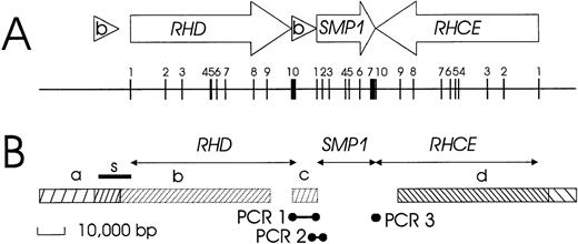 Fig. 1. Schematic structure of the RH gene locus. / (A) The positions and orientations of the genes and the Rhesus boxes are indicated by open arrows and triangles, respectively. The exons are shown as vertical bars, and their exon numbers are indicated. The 2 RH genes have opposite orientation, face each other with their 3′ ends, and are separated by about 30 000 bp. A third gene, SMP1, has the same orientation as RHD and is positioned between RHD and RHCE. The RHDgene is flanked on both sides by the 2 highly homologous Rhesus boxes, which are noted by (b). All exons are shorter than 200 bp, with the exception of the RHD and SMP13′ terminal exons. (B) Data used to establish this structure include the extension of genomic sequences represented in cDNA (horizontal arrows) and identities and homologies to genomic clones as noted: bar a, identity with dJ465N24; bar b, homology of RHD to dJ469D22; bar c, homology of RHD 3′ part to dJ465N24; and bar d, identity with dJ469D22. The positions of 3 bridging PCR reactions are indicated. The correct position of a nucleotide stretch previously reported by Okuda et al9 as a “spacer” sequence between RHD and RHCE is indicated by the bar labeled with the letter “s.”