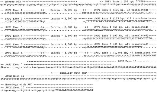Fig. 3. Chromosomal organization of the SMP1 gene. / The SMP1 gene has 7 exons, and the positions and approximate sizes of the introns are shown. The start of the published cDNA (GenBank accession number AF081282) is separated by 15 nt from the downstream Rhesus box. Exon 1 contains only a 5′ untranslated sequence, and the SMP1 start codon is located in exon 2. Exon 7 contains 16 codons and 1656-bp 3′ untranslated sequences and is contiguous with the 3′ untranslated sequence ofRHCE exon 10.