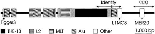 Fig. 4. Chromosomal organization of the Rhesus boxes. / The physical extension of the upstream Rhesus box (5′ toRHD) is 9145 bp (darkened bar). About 63% of the boxes' nucleotide sequence consists of repetitive DNA; the types of the repeat families are indicated. The overall homology between the upstream and downstream Rhesus box is 98.6%, but within a 1463-bp identity region (horizontal arrows), there is only a single 4-bp insertion (double vertical line). A CpG island (double-headed arrow) is located at the 3′ end and is in the downstream Rhesus box(3′ to RHD) adjacent to the SMP1 promoter.