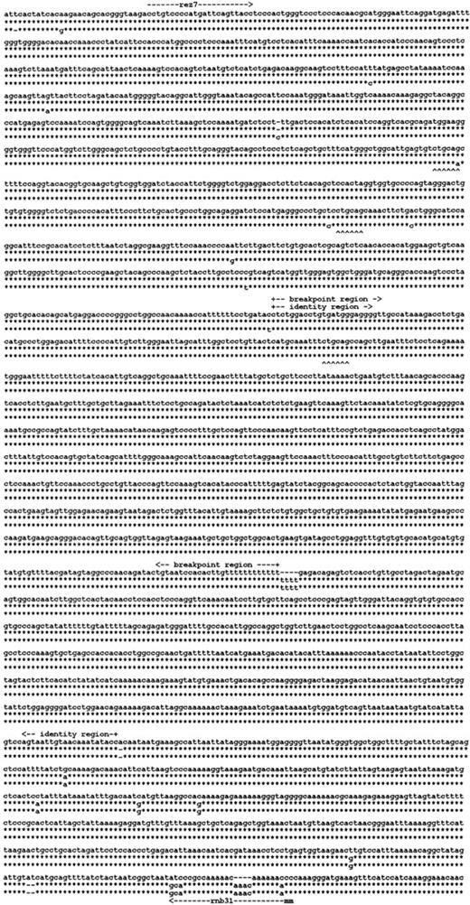 Fig. 5. RHD gene deletion in the Rh-negative haplotypes. / Three of the 3100-bp segments of the Rhesus boxes are shown. The upper line indicates the nucleotide sequence of the upstreamRhesus box in D-positive haplotypes; the lower line indicates the nucleotide sequence of the downstream Rhesus box in D-positive haplotypes. The middle line gives the nucleotide sequence of the single Rhesus box carried by Rh-negative haplotypes. The asterisk symbols denote identical nucleotides. TheRHD deletion occurred in a 903-bp segment of absolute identity that was part of a 1463-bp identity region. The positions of primers rez7 and rnb31 are shown (m indicates mismatch).PstI restriction sites are indicated by upward carets. The 3 Rhesus boxes were deposited at EMBL under accession numbers AJ252311 (upstream Rhesus box), AJ252312(downstream Rhesus box), and AJ252313 (hybrid Rhesus box).