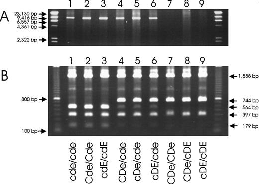 Fig. 6. Two technical procedures for specific detection of theRHD deletion in the common RHD−haplotypes. / (A) A long-range PCR amplification with primers located in non-Rhesus box sequences and (B) PCR-RFLP with primers located in the Rhesus boxes are shown. The deduced genotypes are indicated. The primers of the long-range PCR were located 5′ of the upstream Rhesus box (primer rez4) and in SMP1exon 1 (primer sr9). RHD− haplotypes were detected specifically (panel A, lanes 1-6). DNA homozygous for theRHD gene was negative because PCR cannot amplify the 70 000-bp DNA stretch of the RHD gene. For the PCR-RFLP method, the PCR amplicons (primer rez7 and rnb31) were digested withPstI. In D-negative haplotypes, there are 3PstI sites in the amplicon (Figure 5) resulting in fragments of 1888 bp, 564 bp, 397 bp, and 179 bp (lanes 1-3). The downstream Rhesus box of D-positive haplotypes lacks 1PstI site, resulting in fragments of 1888 bp, 744 bp, and 397 bp (lanes 7-9).RHD+/RHD− heterozygotes show both fragments of 744 bp and 564 bp (lanes 4-6). The 564-bp fragment appears weaker because heterodimers are not cut by PstI. Primer rnb31 does not amplify the upstream Rhesus box of D-positive haplotypes.