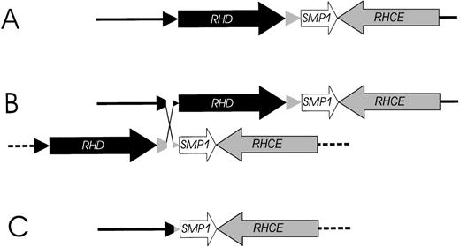 Fig. 7. Model of the proposed mechanism causing the prevalentRHD− haplotypes in whites. / (A) The physical structure of the RHD and RHCE gene locus. (B) An unequal crossing-over between the upstream and downstreamRhesus boxes can be triggered by their high homology. The breakpoint region in the Rhesus boxes was found to be of 100% homology for 903 bp (Figure 5). (C) Resolving the crossed-over chromosome yields the RH gene structure of the extant RHD−haplotype.
