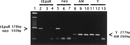 Fig. 1. PCR analyses of individual colonies. / DNA was processed from individually picked colonies (CFU-GEMM, CFC, and pre-B CFU) and analyzed by PCR for (1) quality of DNA preparation using the am (an autosomal gene) primers, (2) donor rather than recipient origin using Y chromosome-specific primers, and (3) transgene donor origin using both tEpoR and Neo primers. Shown is a representative sample of the PCR products from a male tEpoR tg donor (lanes 2, 5, 8, 11), male wild-type donor (lanes 3, 6, 9, 12), and female wild-type recipient (lanes 4, 7, 10, 13). Lane 1 contains Gibco 100-bp marker fragments. The primers used are indicated above the lane numbers. The bands corresponding to the primers are marked by arrows. Note, for example, the presence of the transgene-specific and Neo-specific bands in lanes 2 and 5, indicative of male-derived transgene-bearing colonies, and the absence of the Y-specific band in lane 13, indicative of a female-derived colony.