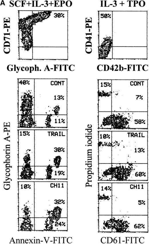 Fig. 3. TRAIL-mediated induction of apoptosis in erythroid precursors at intermediate stages of differentiation. / Seven-day unilineage erythroid (SCF + IL-3 + EPO) (A and B) and megakaryocytic (IL-3 + TPO) (A) cultures were incubated with irrelevant IgM mAb and rHis6-tag peptide (CONT), TRAIL, or anti-CD95 (CH 11) IgM mAb for 20 hours. (A) Erythroid and megakaryocytic cells were phenotypically characterized by double staining with anti-CD71 + anti-glycophorin A or anti-CD41 + anti-CD42b, respectively (upper 2 panels). Percentages of glycophorin A+ and CD41+ cells are indicated in each panel. Apoptotic erythroid cells were detected by staining with annexin V combined to glycophorin A, whereas apoptotic megakaryocytes were detected by propidium iodide staining combined to CD61 (lower 6 panels). Percentages of cells in the respective quadrants are indicated. Quadrants were set based on negative controls stained with isotype-matched irrelevant mAbs (not shown). Panel (B) shows the morphological analysis of erythroblasts stained with May-Grunwald-Giemsa. Apoptotic cells are indicated by arrowheads. Original magnification 600×.