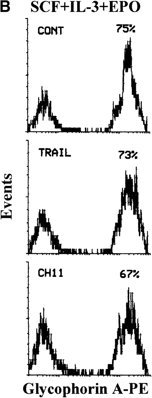 Fig. 7. Loss of sensitivity to TRAIL of erythroid cells at late stages of differentiation. / (A) 14-day viable erythroid cells were detected by either FSC/SSC or PI staining analyses. Representative FSC/SSC (left and right panels) and PI (central panel) staining analyses are shown only for control cultures, since similar profiles were obtained in TRAIL- and anti-CD95-treated cells. The same cluster of dead cells was clearly detectable by both FSC/SSC and PI staining analyses. Viable cells, gated in R1 (region 1), were examined for glycophorin A expression, as shown in (B). (B) Cultures were supplemented with irrelevant IgM mAb and rHis6-tag peptide (CONT), TRAIL, or anti-CD95 (CH 11) IgM mAb for the last 20 hours before glycophorin A staining. X-axis: glycophorin A relative expression. Y-axis: relative cell number. Percentages of glycophorin A+ cells are indicated.