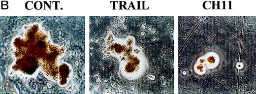 Fig. 8. TRAIL-induced inhibition on pre-stimulated clonogenic erythroid progenitors (BFU-E) in semisolid cultures. / (A) Erythroid (BFU-E), megakaryocytic (CFU-meg), and granulocytic-macrophagic (CFU-GM) colonies were scored after 14 days of semisolid cultures. CD34+ cells were either seeded in semisolid cultures immediately after purification (white columns) or pre-stimulated in liquid cultures with specific cytokine cocktails for 2 days (black columns). Before seeding, cells were treated for 20 hours with irrelevant IgM mAb and rHis6-tag peptide (CONT), TRAIL, or anti-CD95 (CH 11) IgM mAb. Data are expressed as means ± SD of 4 separate experiments performed in duplicate. (B) Representative BFU-E are shown to document the difference in terms of colony size between TRAIL, CH11, and control cultures. Original magnification (400×).